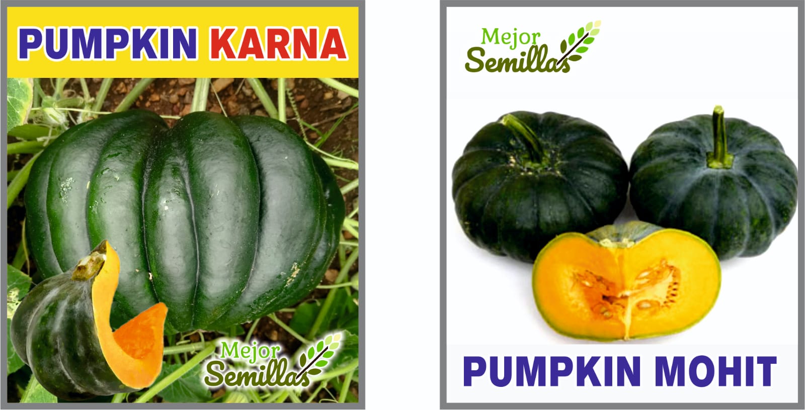 Cultivating Prosperity: How F1 Pumpkin 'Karna Mohit' Transforms the Lives of Indian Farmers