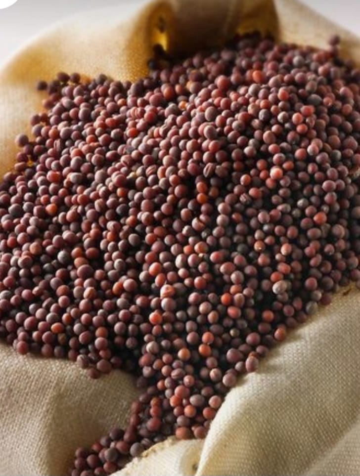 Empowering Farmers: How Sarso Seeds are Revolutionizing Sustainable Agriculture