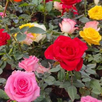 A Blossoming Connection: How Roses Brighten Lives in Urban India