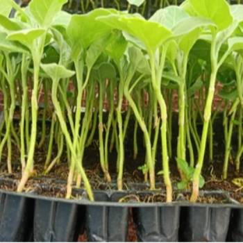 Reviving Hope: How VidharbhaFarms' Plant 2 Transforms Lives of Indian Farmers