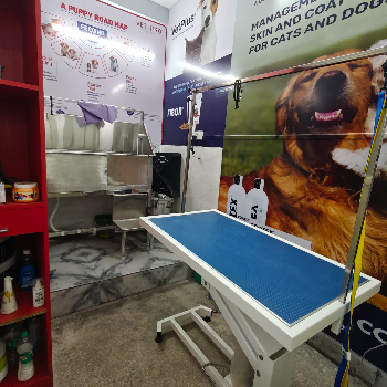 The Paws Avenue: Transforming Pet Grooming into a Joyful Experience
