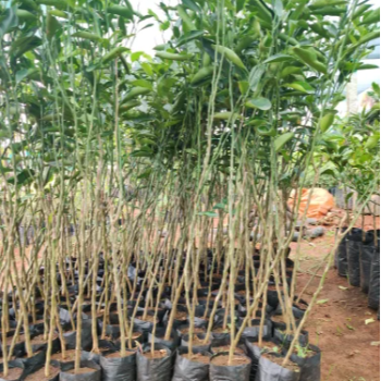Transforming Lives with Organic Plant 19: A Journey of Hope and Growth