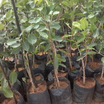 Nurturing Growth: Transforming Lives with Vidharbha Farms' Plant Nutrient Solution