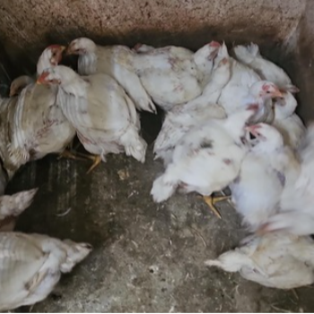 Discover How Fresh Chicken Solves Meera's Meal Dilemma