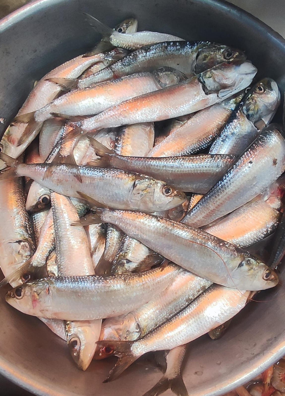 Discover the Freshness of Tarli Sardines: A Coastal Delight for Every Kitchen