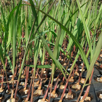 Transforming Lives: How Sugarcane Plant VSI 8005 is Revolutionizing Indian Agriculture