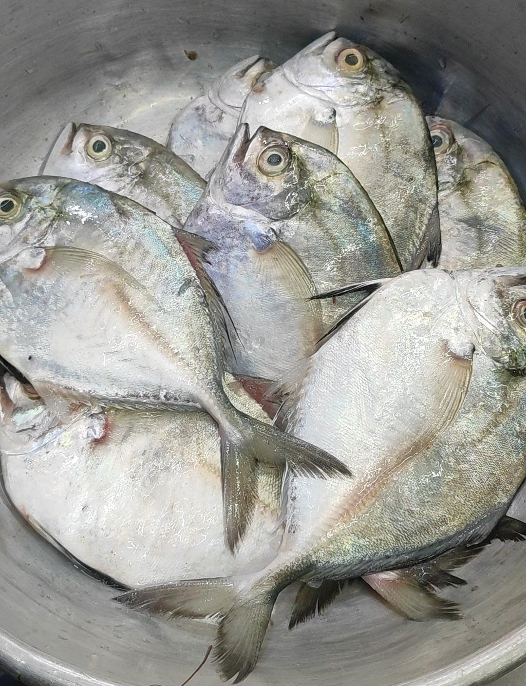 Discover the Freshness of Khapi Fish: A Culinary Delight for Indian Kitchens
