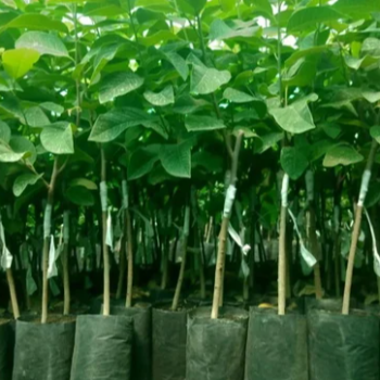 Empowering Farmers: How Vidharbha Farms' Plant 13 Transforms Agricultural Success