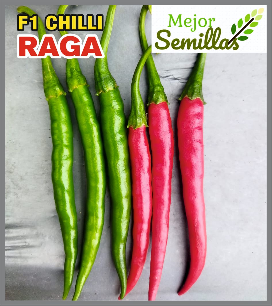 Cultivating Success: How Chilli Raga F1 Transforms Indian Farmers' Lives