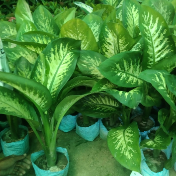 Transform Your Space with Dieffenbachia: A Breath of Fresh Air for Urban Dwellers