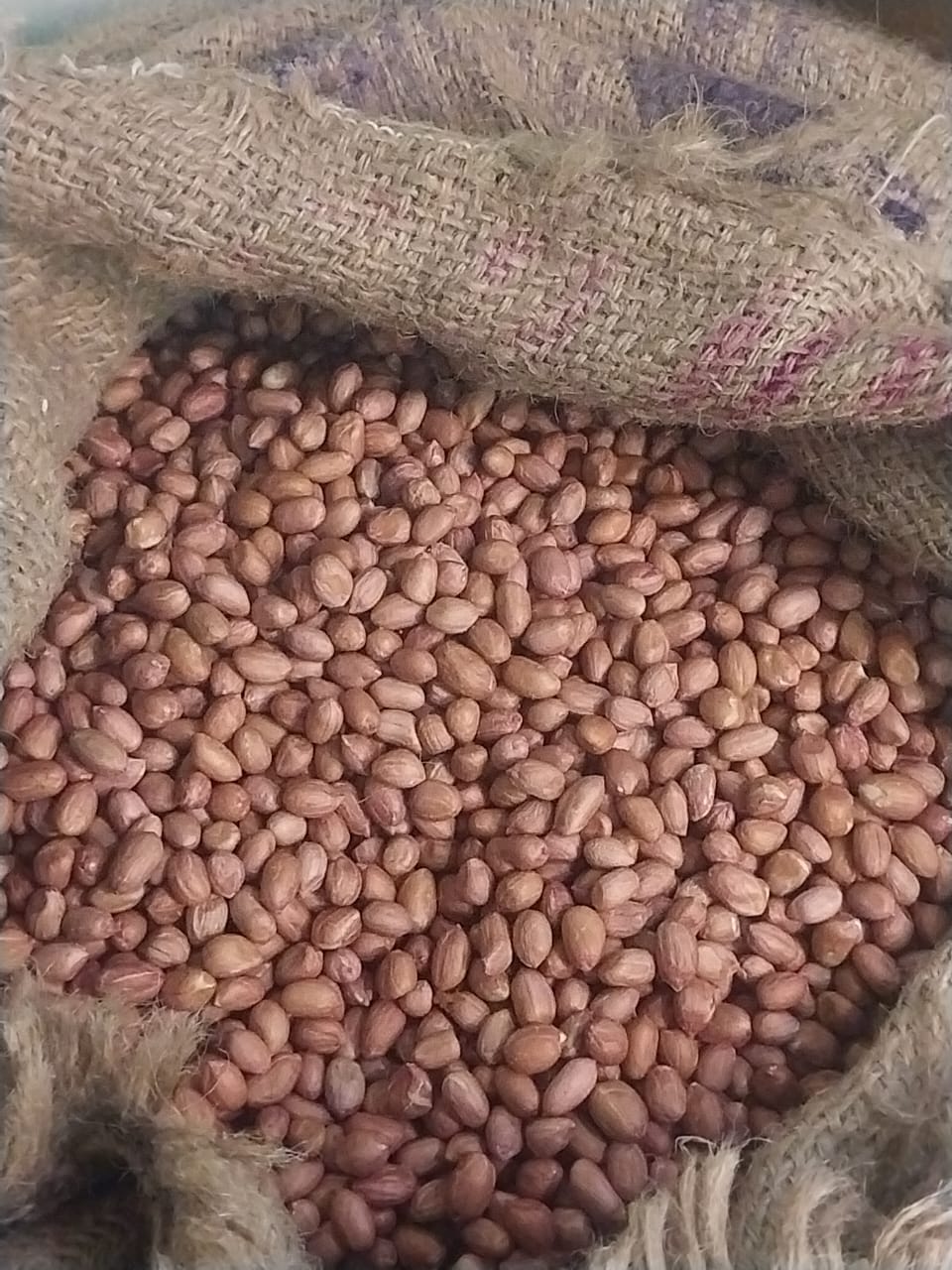 Empowering Prosperity: The Story of Groundnut Farmers with Premium Seeds