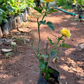 Cultivating Prosperity: How Vidharbha Farms' Plant-25 Empowers Farmers