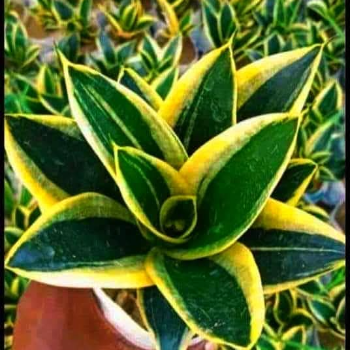 Transform Your Space with Sansevieria Trifasciata: The Perfect Solution for Busy Lives