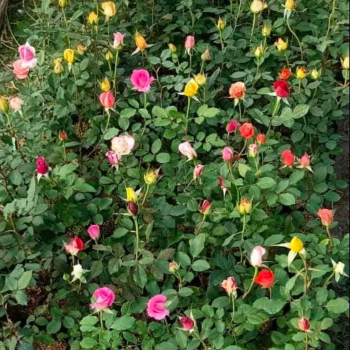 Cultivating Beauty: How Grafting Roses Transformed Anjali's Garden