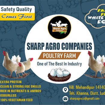 The High Protein Egg Revolution: Transforming Health and Wellness for Indian Families