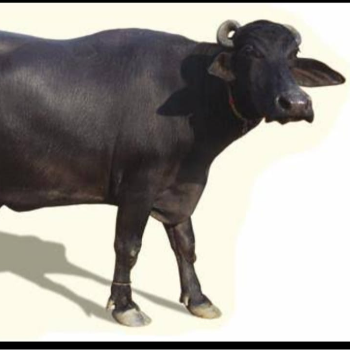 Embracing Tradition: How Buffalo Milk Transforms Daily Life for Indian Households