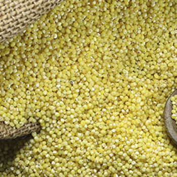 Embrace Healthy Living with Varigelu Proso Millet: A Solution to Modern Dietary Challenges