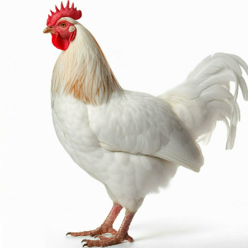 A Fresh Choice: How K.K. Enterprises Solves the Challenges of Buying Live Chicken