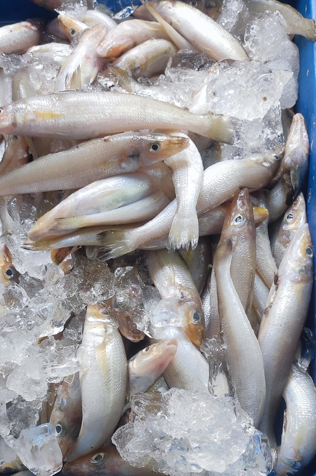From Sea to Plate: How Fresh Nagali Lady Fish Transforms Meal Times