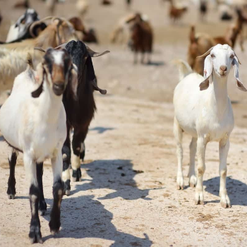 From Farm to Table: Transforming Lives with Quality Mutton