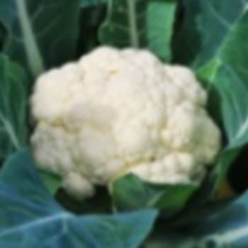 YASSAR FRUIT AND VEGETABLE - From Farm to Table: How Cauliflower Solves Savita's Daily Cooking Dilemma in Doraha