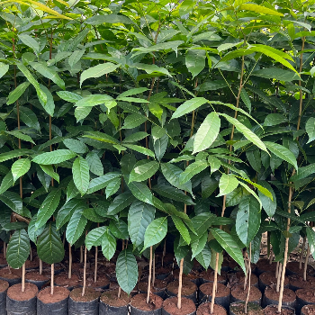 VIDHARBHAFARMS AGRO PRODUCER COMPANY LTD - Empowering Farmers: How VidharbhaFarms' Plant-21 is Revolutionizing Agriculture in Umarkhed