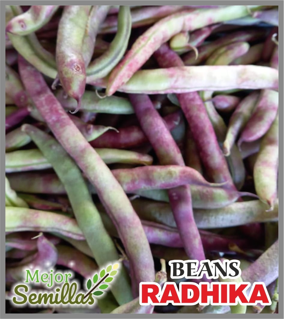 MEJOR SEMILLAS PVT LTD - How Radhika's Purple Pole Beans Transformed Rajesh's Small Farm and Life in DHUPGURI