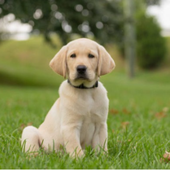 PUDUVAI PETS AQUATIC - Finding Joy with a Furry Friend: How Labrador Retrievers Transform Lives in Ariankuppam