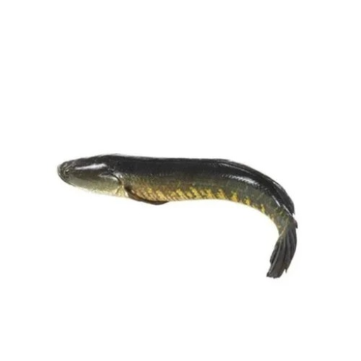 BJS FISH COMPNY - Discover the Secret to Freshness with Korameenu Fish in Hyderabad