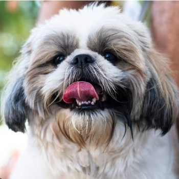 PUDUVAI PETS AQUATIC - The Perfect Furry Companion: Why a Shih Tzu Puppy is Your Ideal Pet in Ariankuppam
