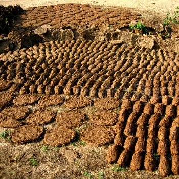 SEACLAP INTERNATIONAL - Embracing Tradition: How Cow Dung Cakes Revitalize Modern Indian Rituals in Amravati