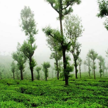 SRI PALANI ANDAVAR TRAVELS - Discover Yercaud's Charm: A Journey Beyond the Ordinary in Salem