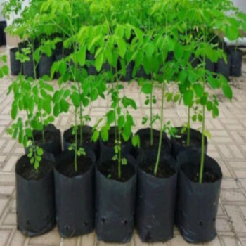 VIDHARBHAFARMS AGRO PRODUCER COMPANY LTD - Transforming Farming with Plant-9: A Game Changer for Vidarbha’s Farmers in Umarkhed