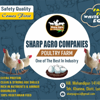 SHARP AGRO COMPANIES - How High Protein Eggs Transformed Priya's Fitness Journey in Khanna
