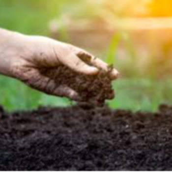 VIDHARBHAFARMS AGRO PRODUCER COMPANY LTD - Empowering Indian Farmers: Transforming Lives with Sustainable Plant Solutions in Umarkhed
