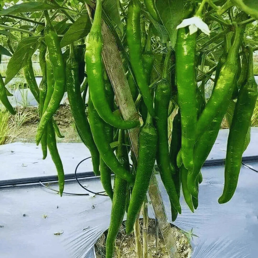 The Spice of Life: How Chilli Wholesale Can Transform Your Business