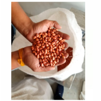 Discover the Bold Taste of Gujarat 6070 Peanuts: A Nutty Solution for Your Snacking Needs