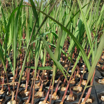 VIDHARBHAFARMS AGRO PRODUCER COMPANY LTD - Transforming Sugarcane Cultivation: A Journey with Vidarbha's Farmers in Umarkhed