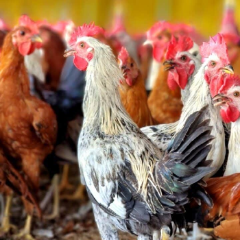 GOPI CHICKEN SHOP - How Sonali Chicken Transforms Poultry Needs: A Story of Tradition and Taste in Sambalpur