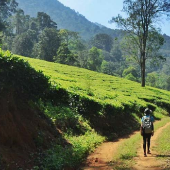 SRI PALANI ANDAVAR TRAVELS - Escape to Serenity: The Perfect Hill Station Retreat for Busy Professionals in Salem