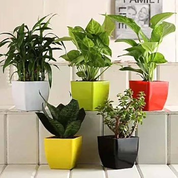 CALCUTTA TIRPAL TRADERS NX - Transform Your Home with Designer Plastic Plant Pots: A Green Revolution in Siliguri