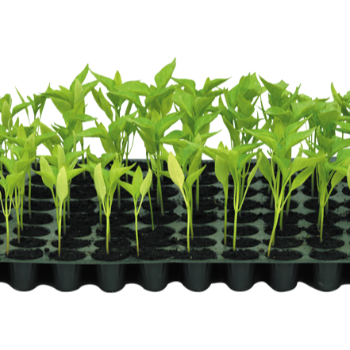 VIDHARBHAFARMS AGRO PRODUCER COMPANY LTD - Transforming Lives: How VidarbhaFarms' Plant-8 Brings Prosperity to Indian Farmers in Umarkhed