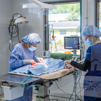 How Timely surgery saved my cats life