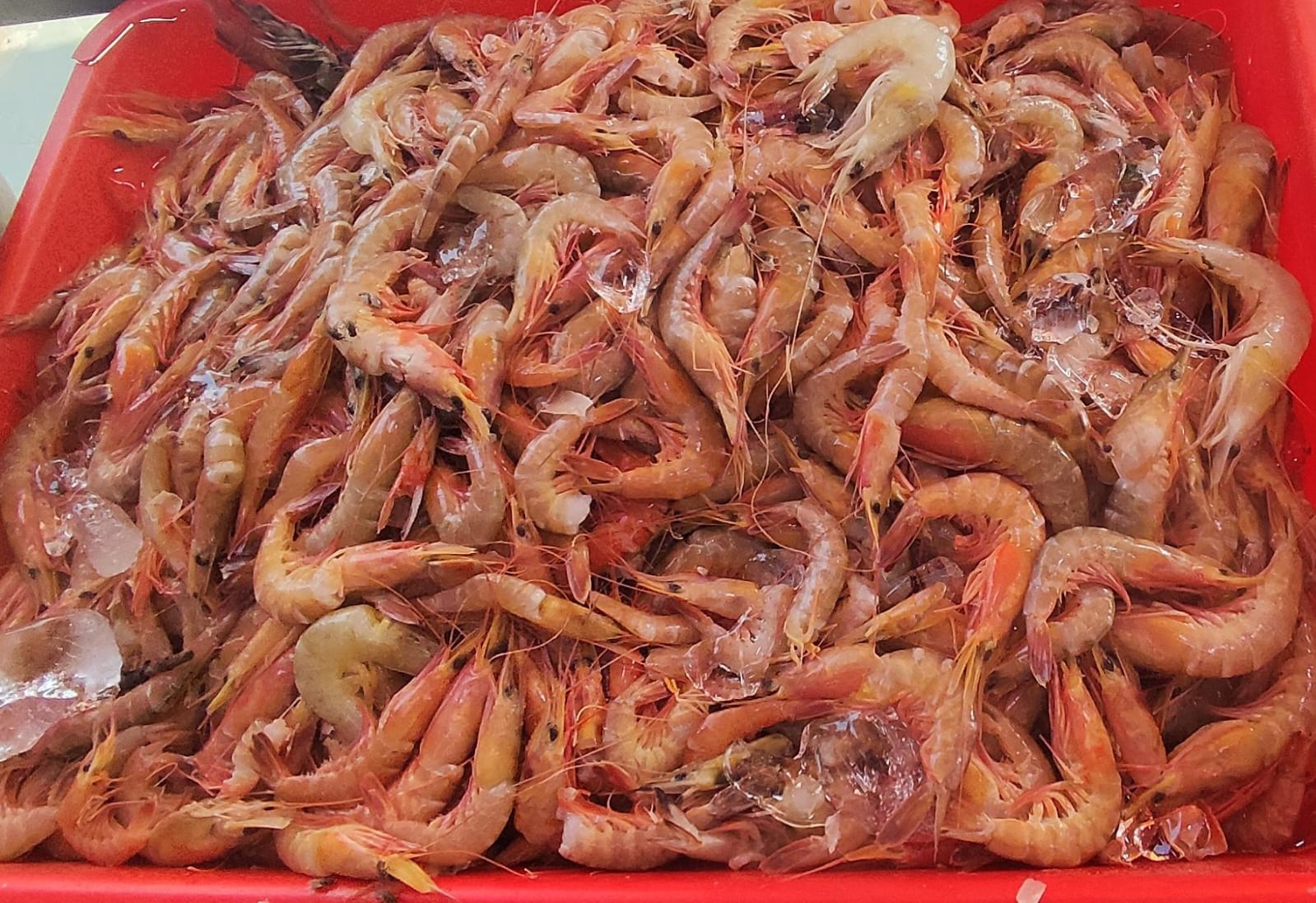 Taste the Freshness: How Fresh Red Small Prawns Elevate Every Meal