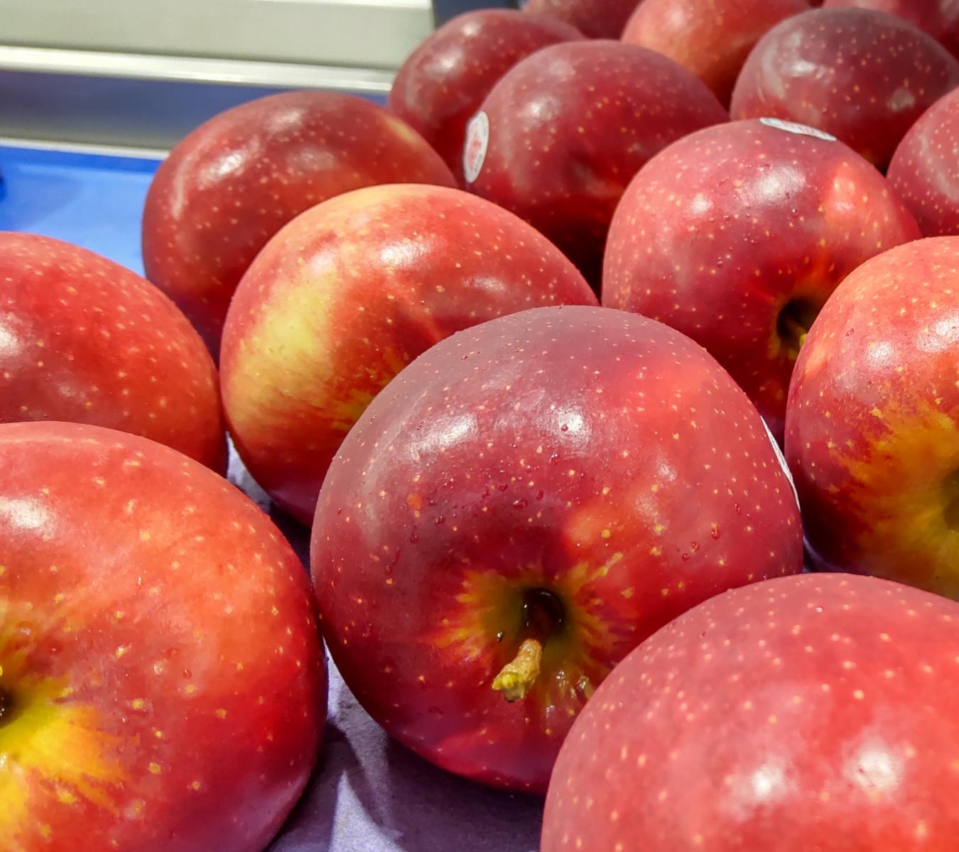 Discover the Perfect Apple for Health-Conscious Shweta: The New Zealand Queen Apples