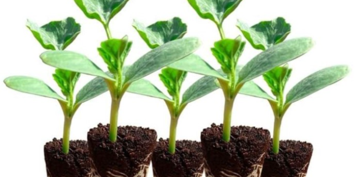 VIDHARBHAFARMS AGRO PRODUCER COMPANY LTD - VIDHARBHAFARMS AGRO PRODUCER COMPANY LTD in Umarkhed