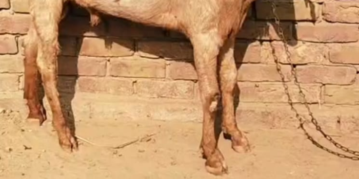 GULAM HUSSAIN - GULAM HUSSAIN in Ujjain