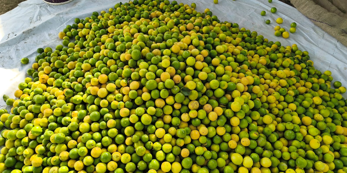 GADDEPPA MANUR - GADDEPPA MANUR in INDI