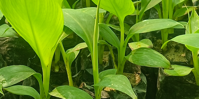 KISAN AGRO BIOTECH - KISAN AGRO BIOTECH in ZAIDPUR