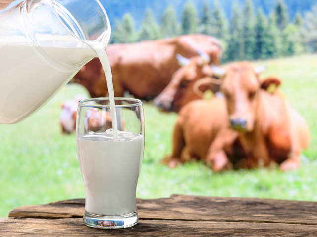 Dudhiya Dairy Product's - DUDHIYA DAIRY PRODUCTS in Surat